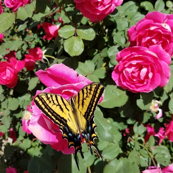 Meet your Posher, Tanya - Picture 1 of 1